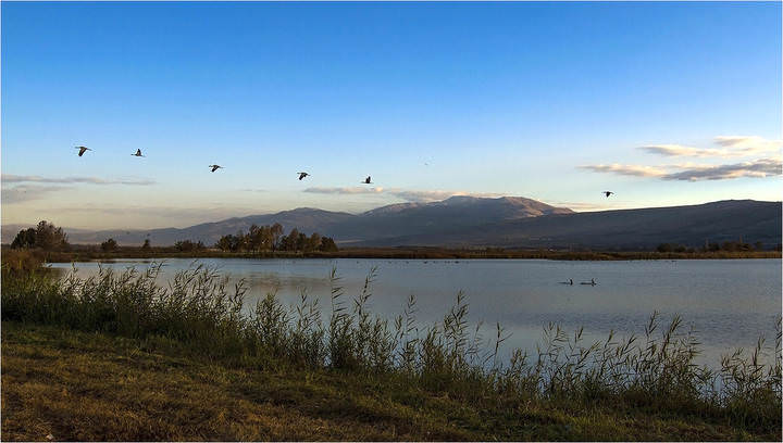 ****
