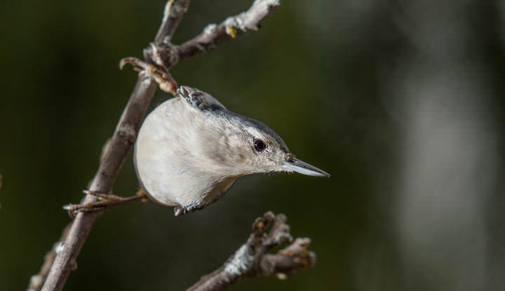 White-breasted nuthatch