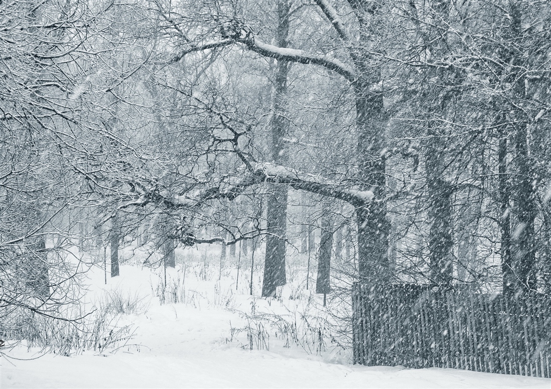 И увидела падает снег. Падающий снег. Падает снег картинки. Деревенское кладбище зимой. Тихо падает снег картинки.