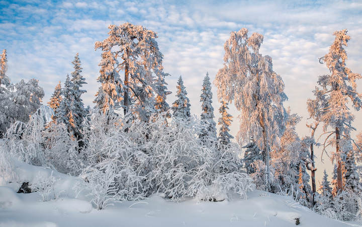 Сказочный лес