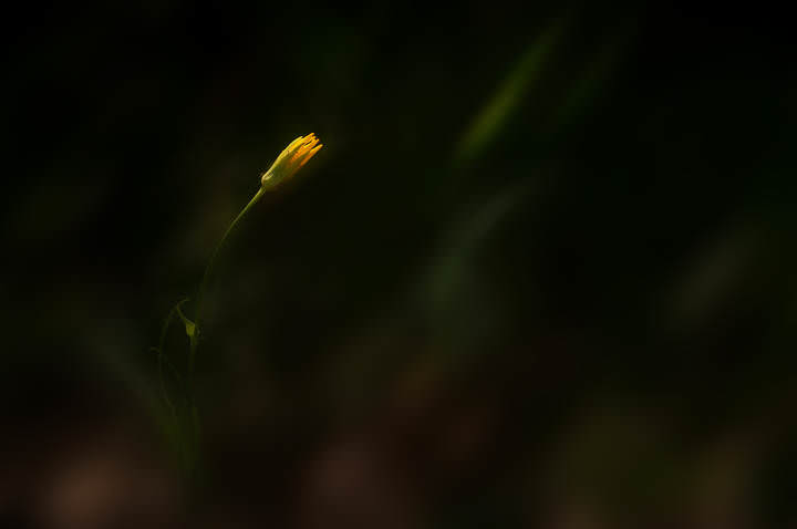 ***