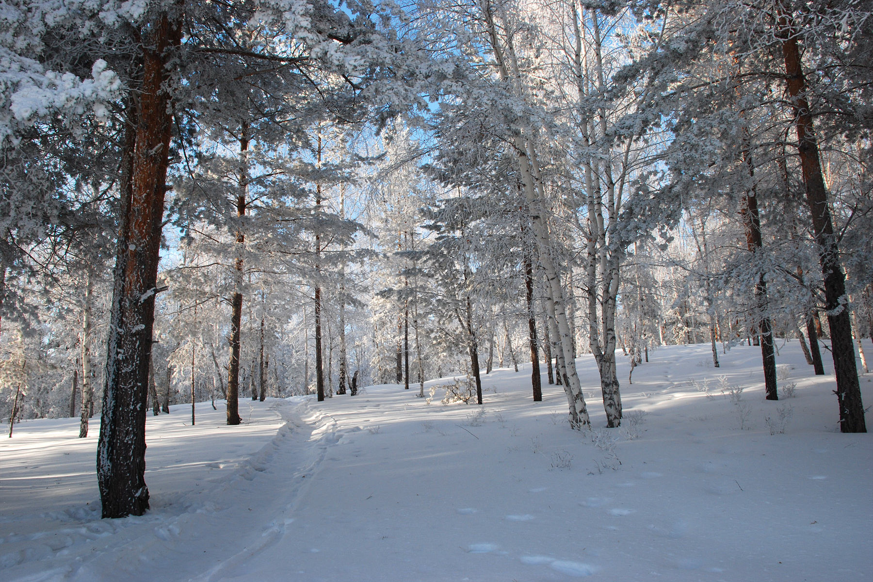 Прогуляться по зимнему лесу
