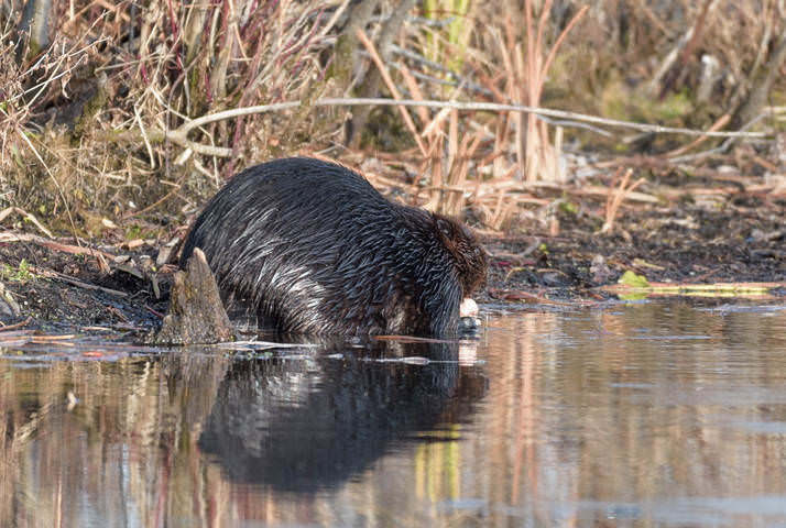 North American beaver