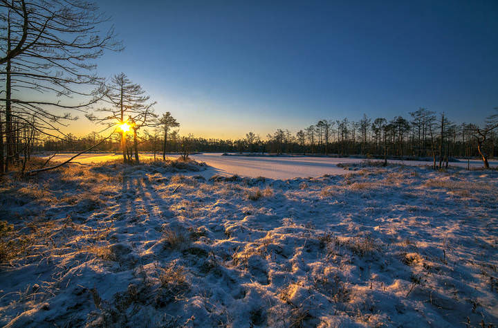 winter swamp