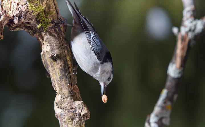 White-breasted nuthatch