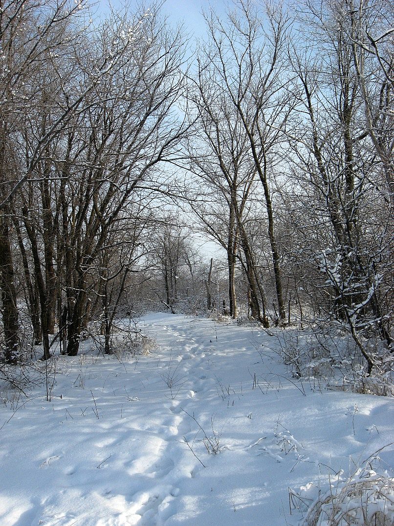 По зиме прогулки
