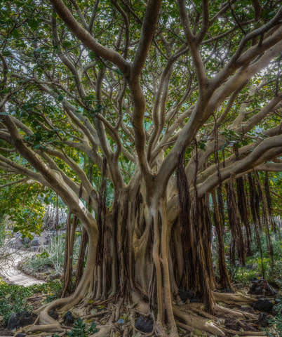Spain 2015 Canary Gran Canaria Botanic g.
