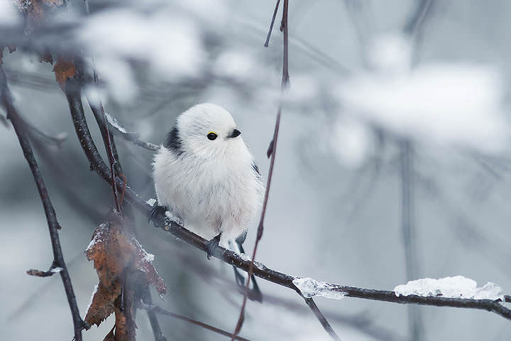 зима в разгаре