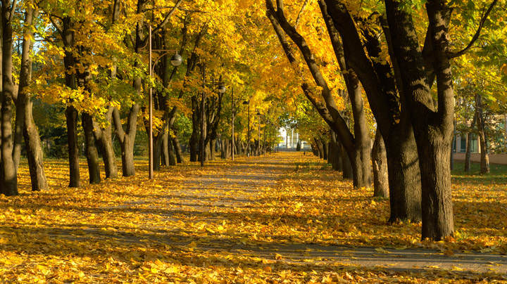 Осень в городском парке