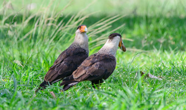 Crested Caracara