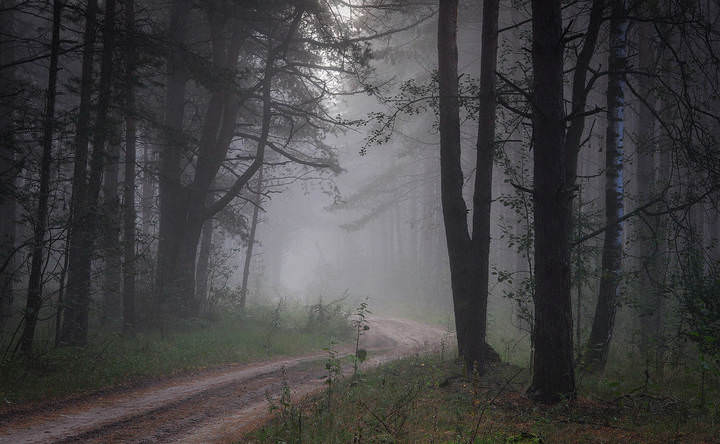 Утро в лесу