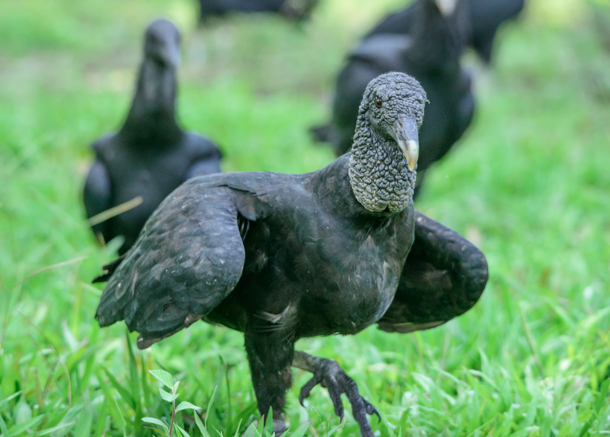 	 Black Vulture