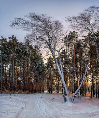 Старый лес.
