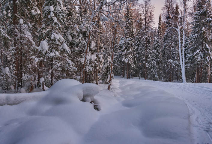 Зимний лес