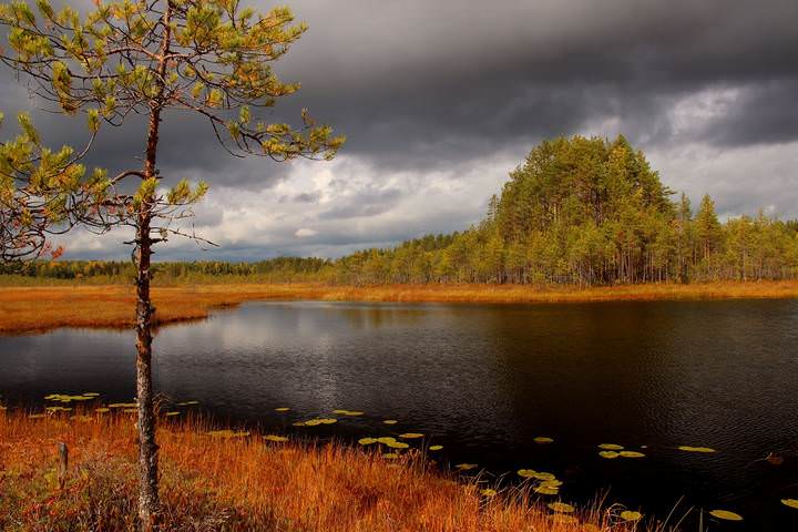 Под сенью осени.