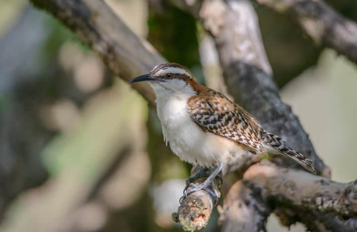 Juvinale Striped cuckoo (?)