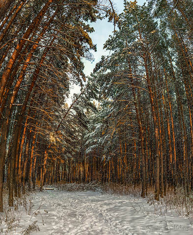 В лесу.