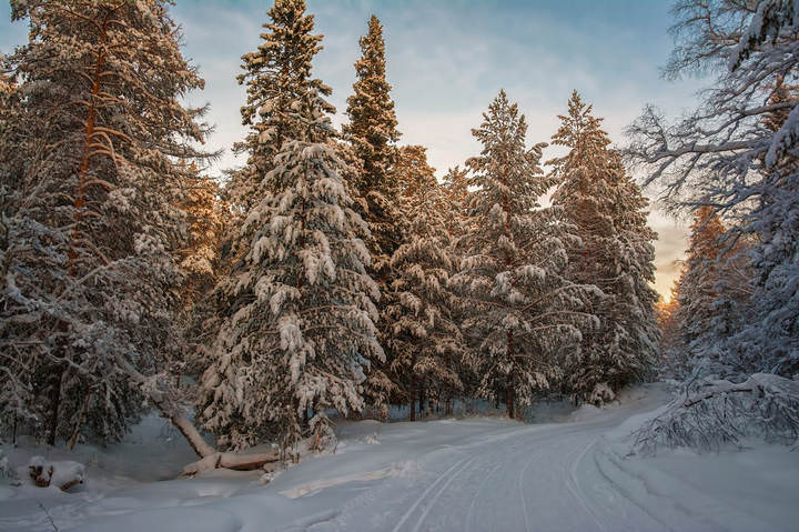 Вечер в лесу
