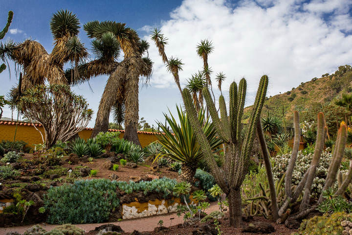 Spain 2015 Canary Grancanaria Botanic g. 1