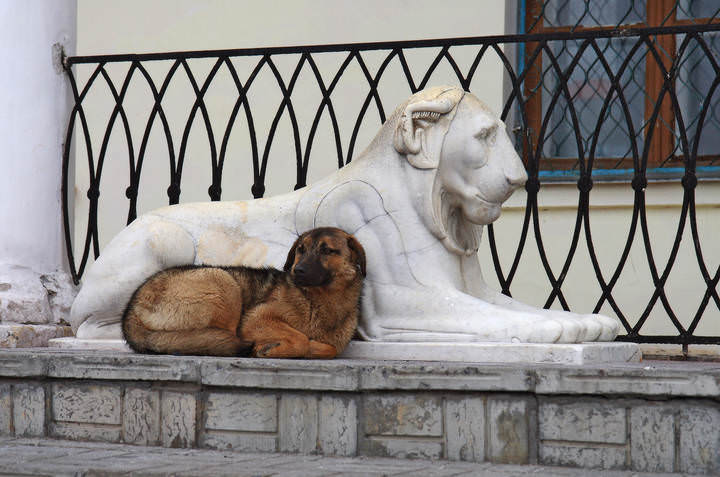 Хоть я и бездомный, но мой друг - царь зверей...