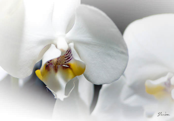 Phalaenopsis