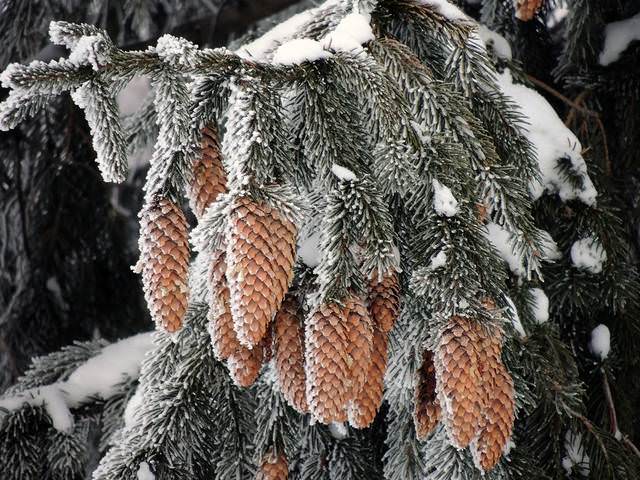 Серия "Зима - крупный план"