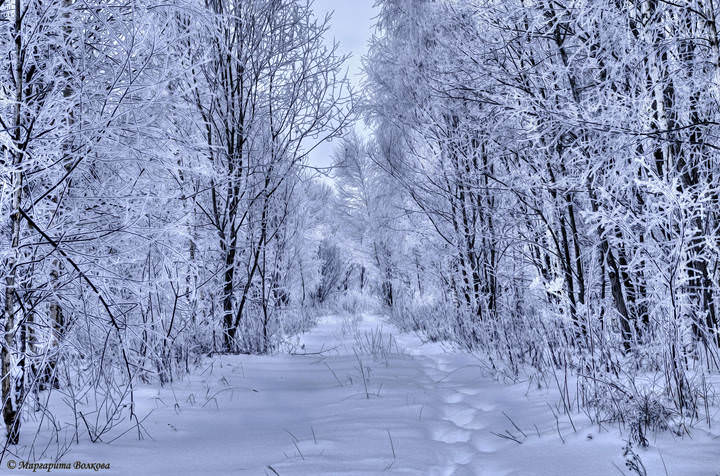 В зимнем лесу