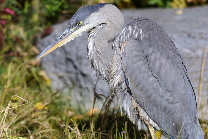 Great blue heron 