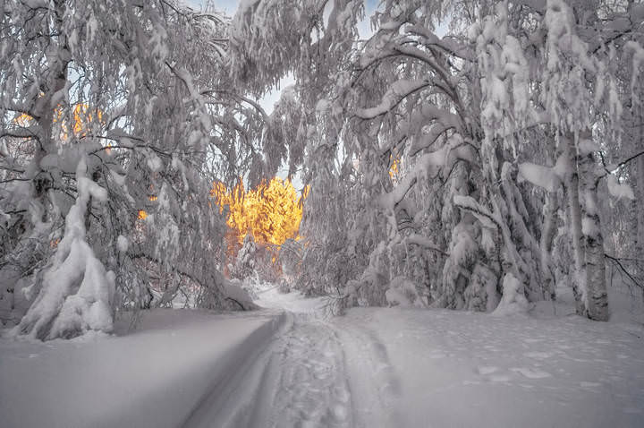 Лесное окно