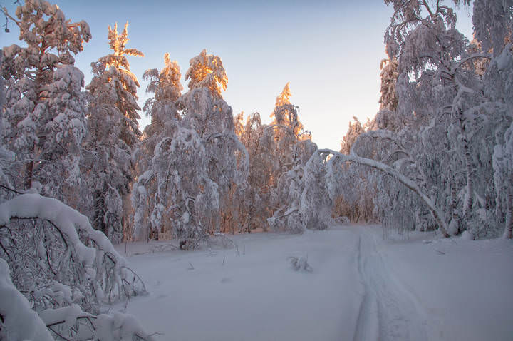 Солнечный лес