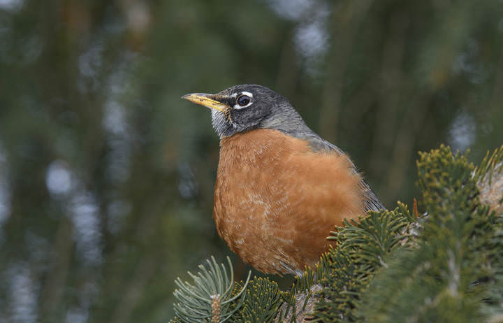 American robin~ Странствующий дрозд