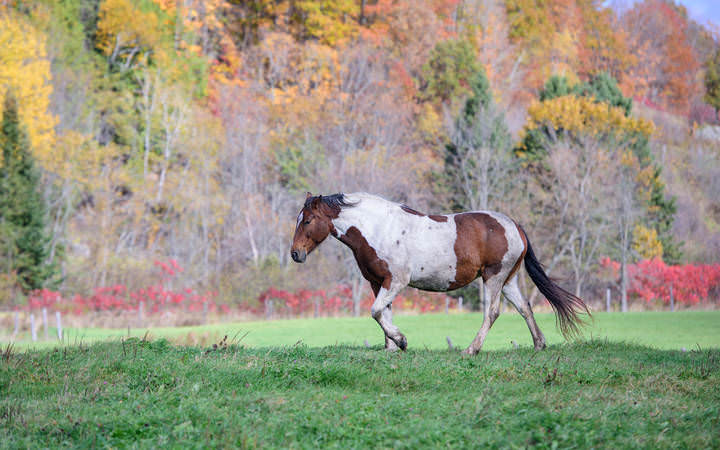 patchy horse