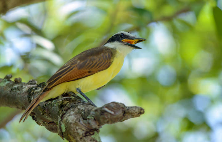 Great kiskadee~Большая питанга