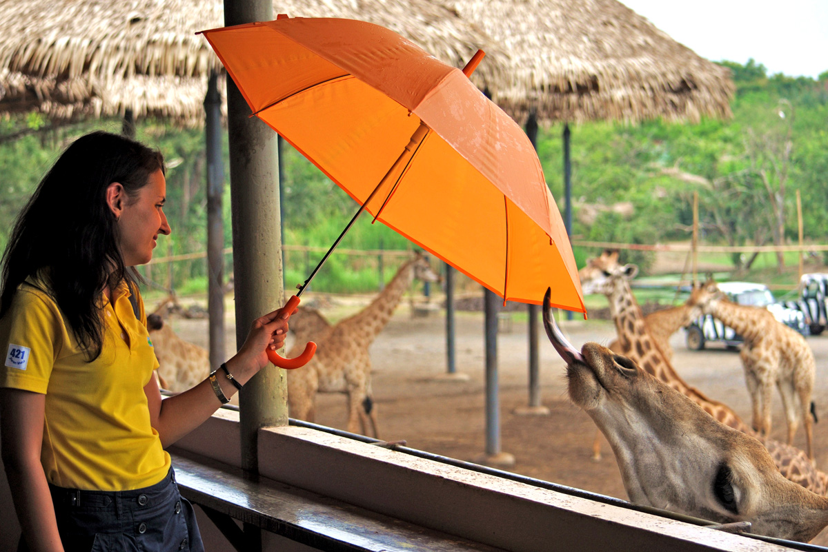 Зачем жирафу зонтик?