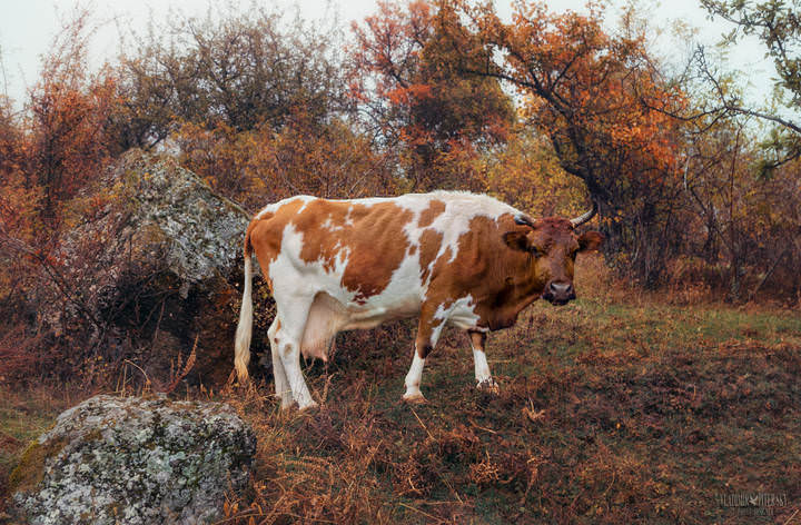 "Рояль" в кустах
