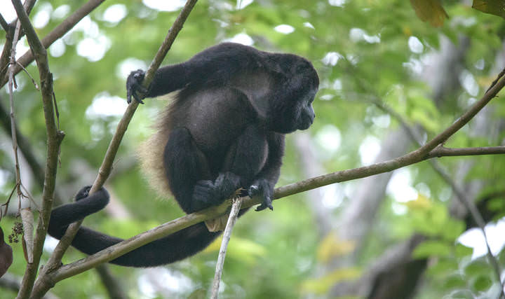 Howler monkey~Ревуны