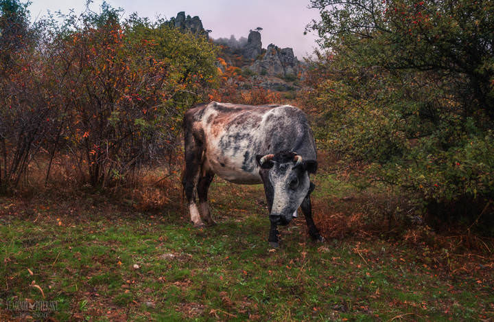 Незваный гость хуже татарина