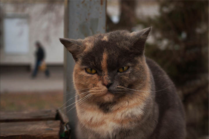 Кот остановочный 