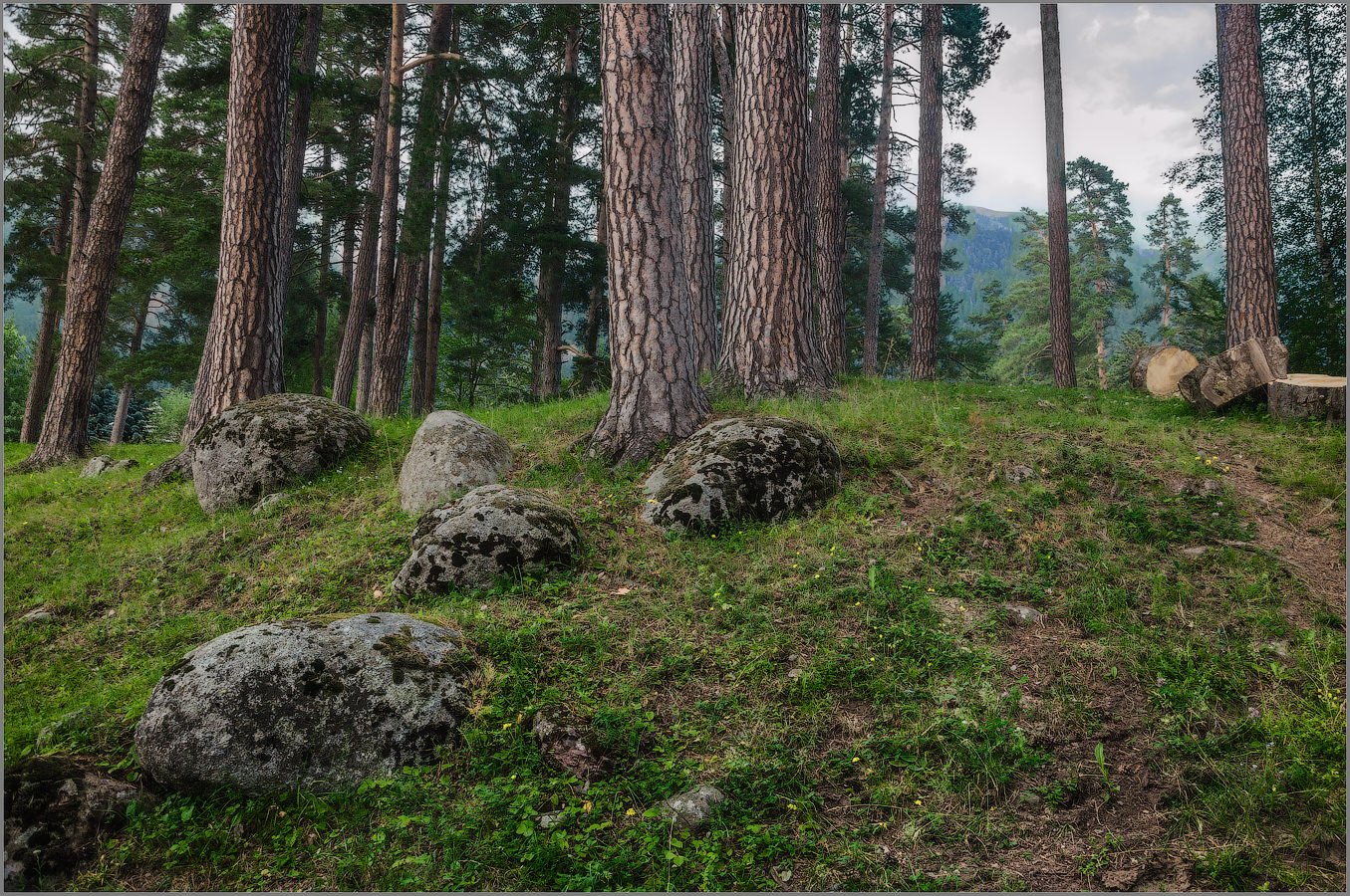 Сосны и камни Северного Кавказа