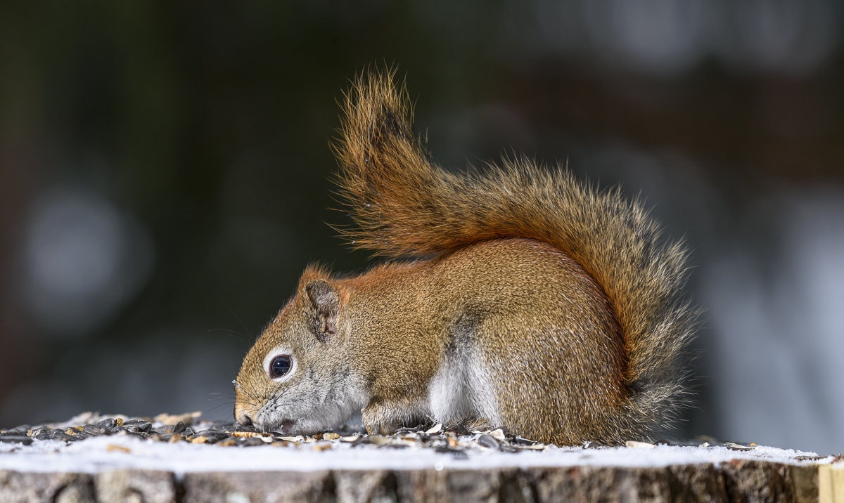 American red squirrel ~ Красная белка