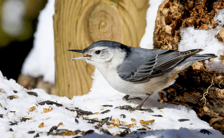 Поползень~White-breasted nuthatch