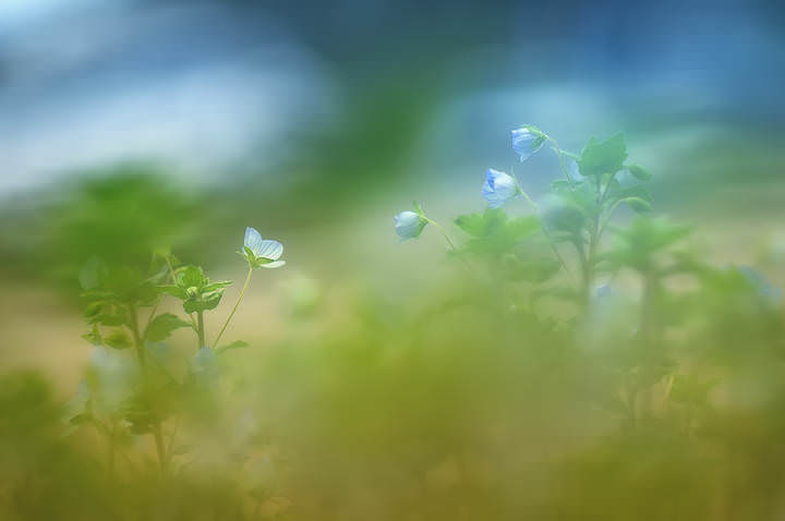 Primavera