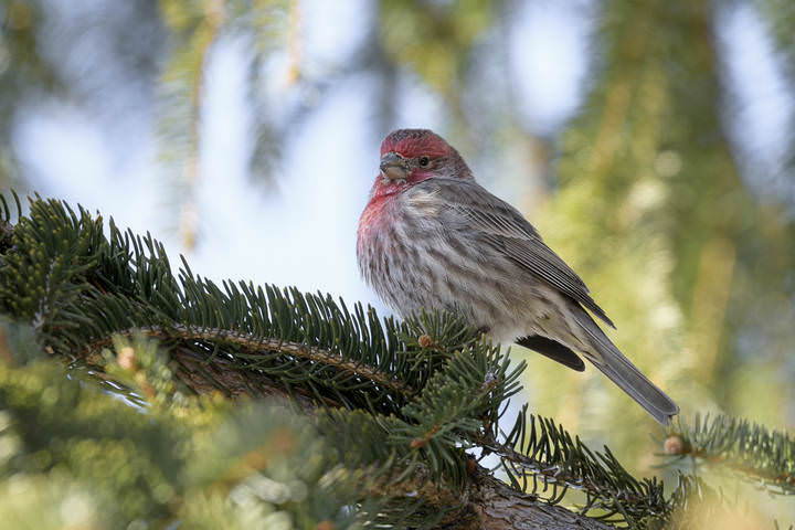 Pine grosbeak-Обыкновенный щур