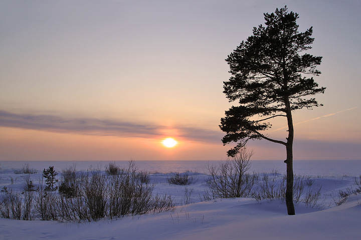 Сосна и закат