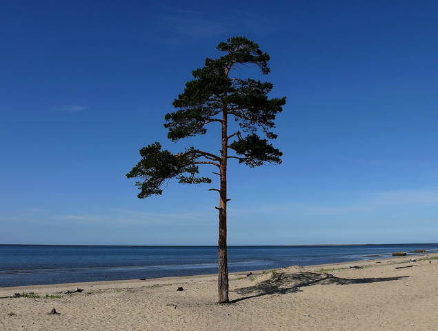 Одиночество (Белое море)