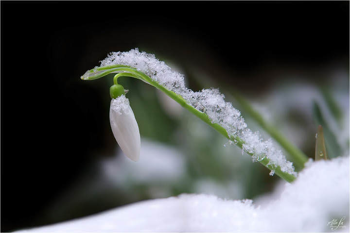 В шубке из снега