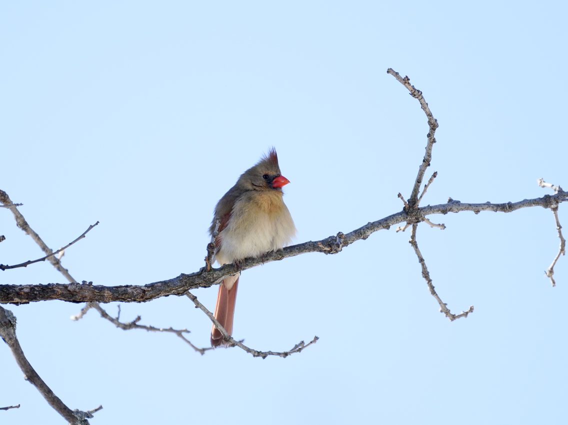 Northern Cardinal : male & female