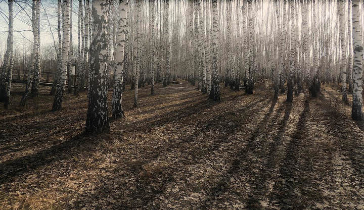 Серия "В весеннем лесу"