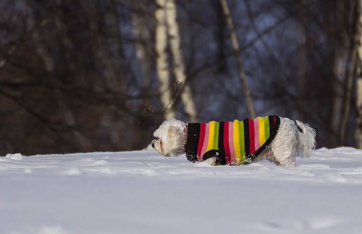 По колено снег