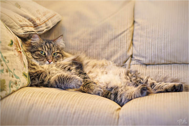 С Днем кошек и котов!